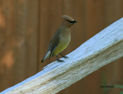Jaseur D`amérique / Cedar Waxwing