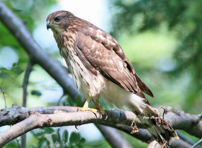 pervier de Cooper (Coopers Hawk