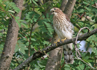 Épervier de Cooper (Cooper's Hawk