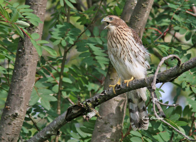 pervier de Cooper (Cooper's Hawk