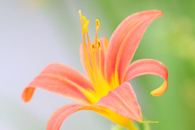 Hemerocallis