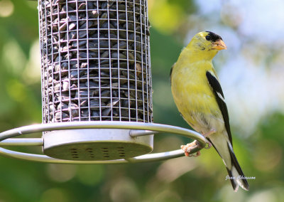 Chardonneret jaune ( American Goldfinch 