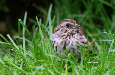 Bruant des Prs / Savannah Sparrow