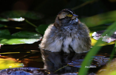 Bruant  Gorge Blanche /White-throated Sparrow