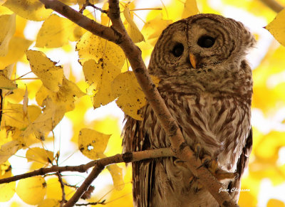 Chouette Raye  (Barred Owl )