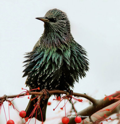 tourneau Sansonnet (European Starling )