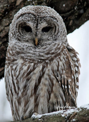 Chouette Raye  (Barred Owl ) ( Full-frame )