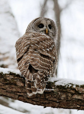 Chouette Raye  (Barred Owl )