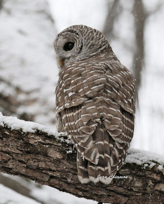 Chouette Raye  (Barred Owl )