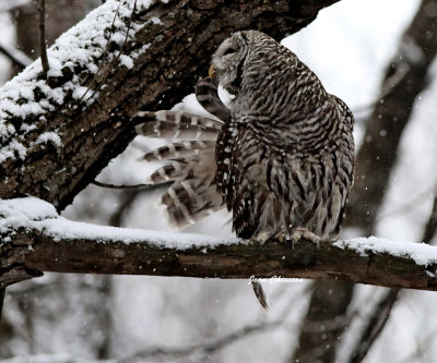 Chouette Raye  (Barred Owl )