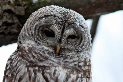 Chouette Raye  (Barred Owl )  Full-frame )