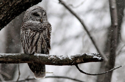 Chouette Raye  (Barred Owl ) 