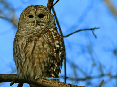Chouette Raye  (Barred Owl ) 
