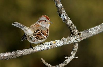 Bruant Hudsonien / American Tree Sparrow