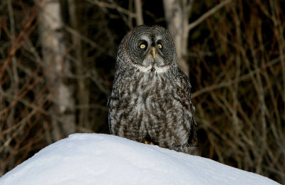 Chouette Lapone - Great Grey Owl