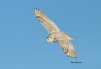 Harfang des Neiges (Snowy Owl