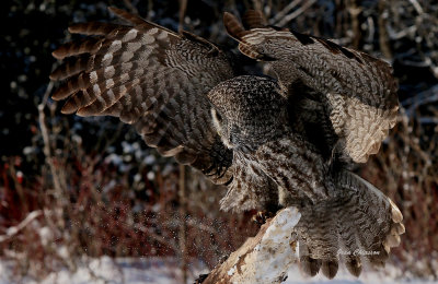 Chouette Lapone - Great Grey Owl