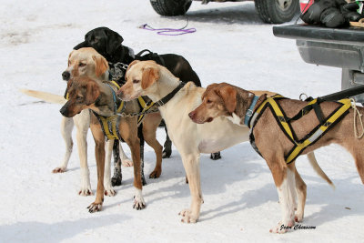 Les Internationaux de traneau  chiens du Canada 2015