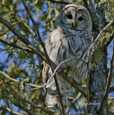 Chouette Raye  (Barred Owl )