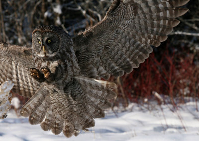 Chouette Lapone - Great Grey Owl