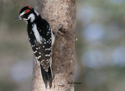 Pic chevelu ( Hairy Woodpecker)