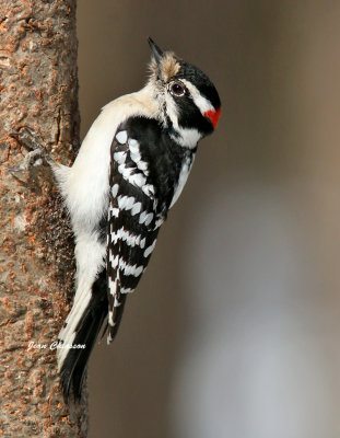 Pic Mineur ( Downy Woodpecker ) Picoides pubescens