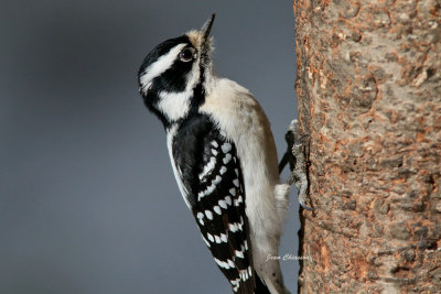 Pic Mineur ( Downy Woodpecker ) Picoides pubescens