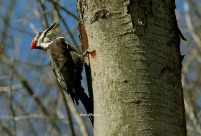 Grand Pic ( Pileated Woodpecker )