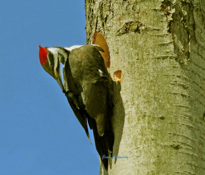 Grand Pic ( Pileated Woodpecker 
