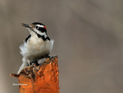 Pic chevelu ( Hairy Woodpecker)