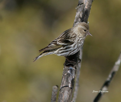 Tarin Des Pins / Pine Siskin