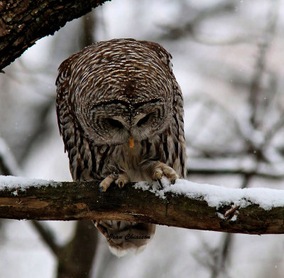 Chouette Raye  (Barred Owl )