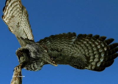 Chouette Lapone Great Grey Owl