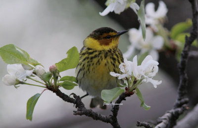 Paruline Tigre - Cape May Warbler