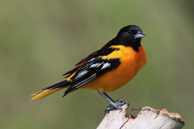 Oriole de Baltimore ( Baltimore Oriole