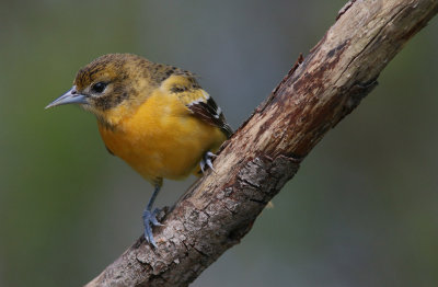 Oriole de Baltimore ( Baltimore Oriole Female