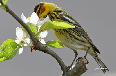 Paruline Tigre - Cape May Warbler