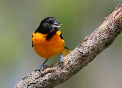 Oriole de Baltimore ( Baltimore Oriole