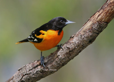 Oriole de Baltimore ( Baltimore Oriole