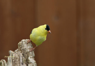 Chardonneret jaune ( American Goldfinch 