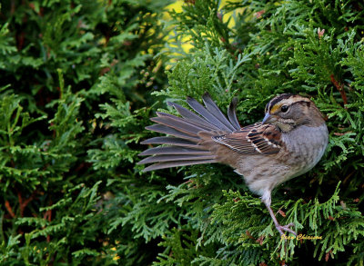Bruant A Gorge Blanche / White - throated Sparrow