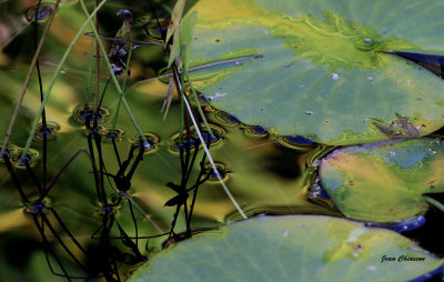 Reflet d'automne / Reflection Fall
