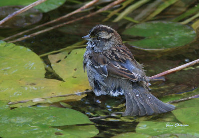 Bruant A Gorge Blanche / White - throated Sparrow