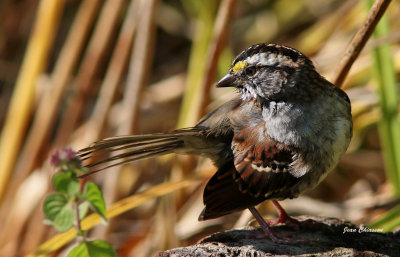 Bruant A Gorge Blanche / White - throated Sparrow