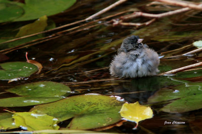 Junco Ardoisé Dark- eyed Junco
