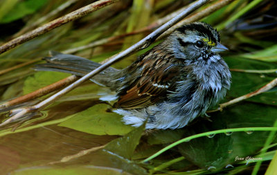 Bruant A Gorge Blanche / White - throated Sparrow