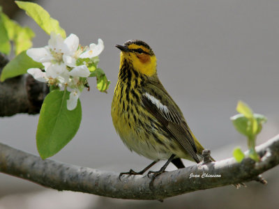 Paruline Tigrée - Cape May Warbler