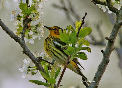 Paruline Tigre - Cape May Warbler