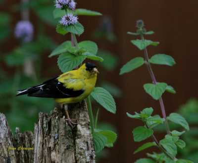 Chardonneret jaune ( American Goldfinch 