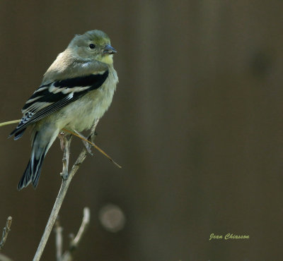 Chardonneret jaune ( American Goldfinch  Female